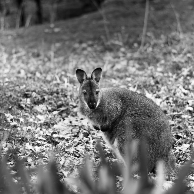 "Wallaby behind a bush" stock image