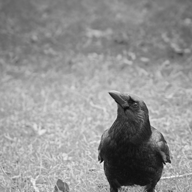 "Crow" by Gareth Tallon (Abidastra) - $12.57 "Crow" stock image