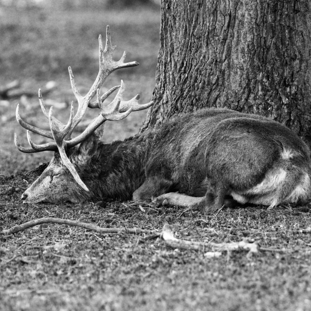 "Sleeping Giant" stock image