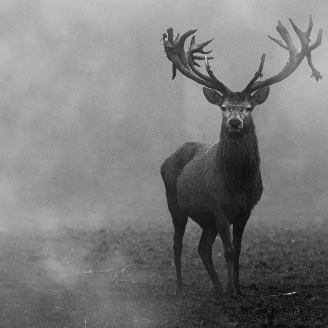 "Red Deer in the Mist (Landscape Version)" stock image