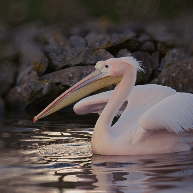 "Pretty in Pink..." stock image