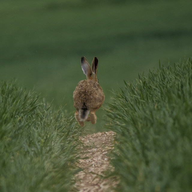 "Brown Hare on the Hop! 2" by Dorset Rural Photography - £5.00 "Brown Hare on the Hop! 2" stock image