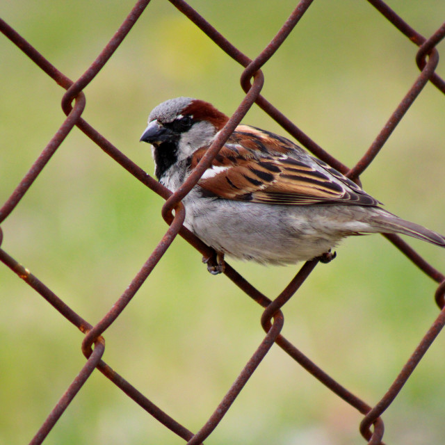 "Sparrow perched on chain-link fence" stock image