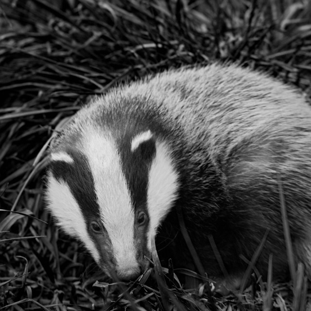 "Badger Cub" by Gareth Tallon (Abidastra) - $25.14 "Badger Cub" stock image