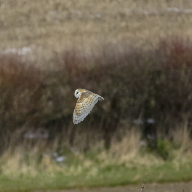 "A Barn Owl in Flight" by Dorset Rural Photography - £5.00 "A Barn Owl in Flight" stock image