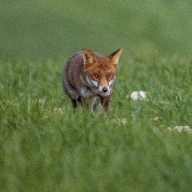 "A Dorset Fox" by Dorset Rural Photography - £5.00 "A Dorset Fox" stock image
