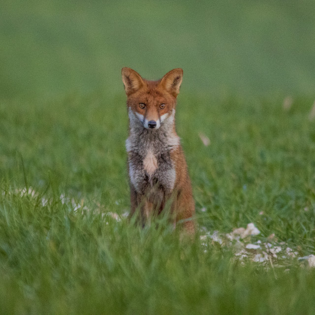"A Dorset Fox" by Dorset Rural Photography - £5.00 "A Dorset Fox" stock image