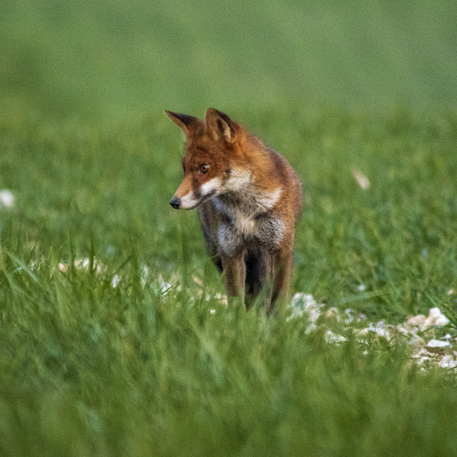 "A Dorset Fox" by Dorset Rural Photography - £5.00 "A Dorset Fox" stock image
