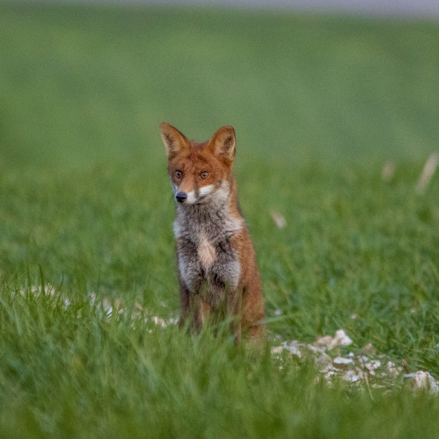 "A Dorset Fox" by Dorset Rural Photography - £5.00 "A Dorset Fox" stock image