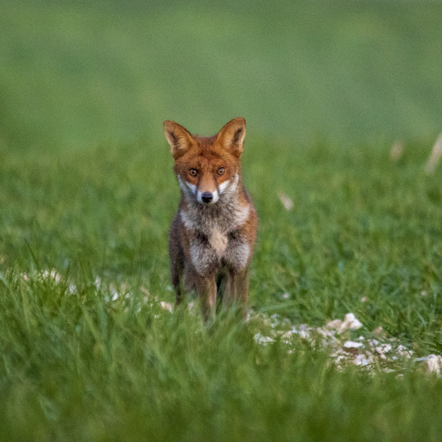 "A Dorset Fox" by Dorset Rural Photography - £5.00 "A Dorset Fox" stock image