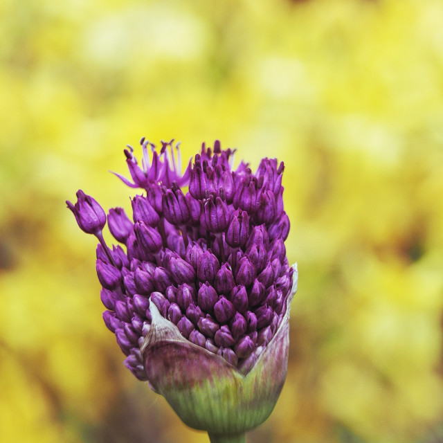 "Purple allium opening with yellow background" by James Peck - $1.21 "Purple allium opening with yellow background" stock image