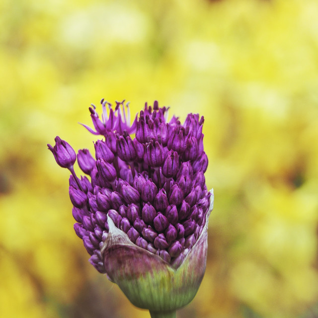 "Purple allium opening with yellow background" stock image