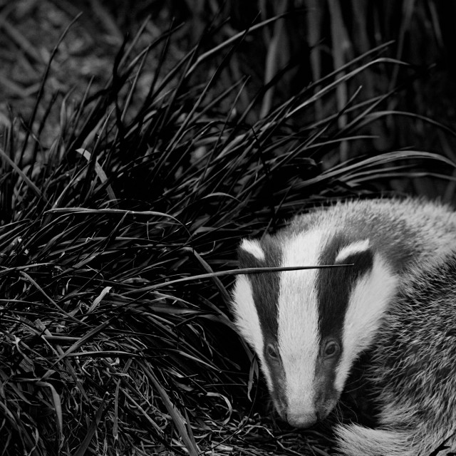 "Badger Cub (2)" stock image