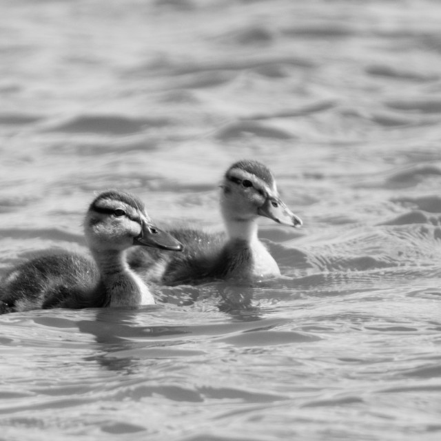 "Ducklings" stock image