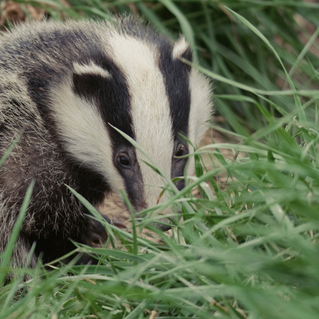 "Badger Cub (3)" stock image