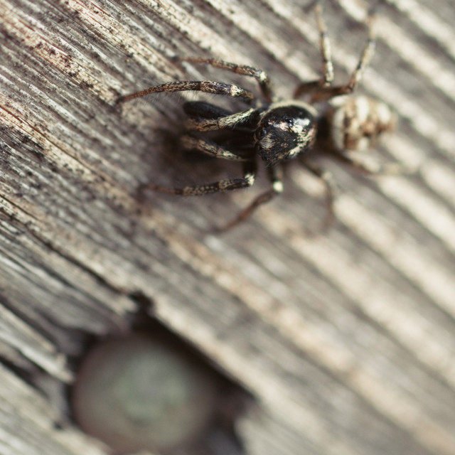 "Zebra Jumping Spider on a wooden door panel" stock image