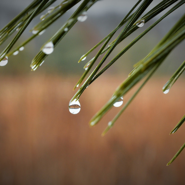 "Closeup of pine needles on a rainy day" stock image