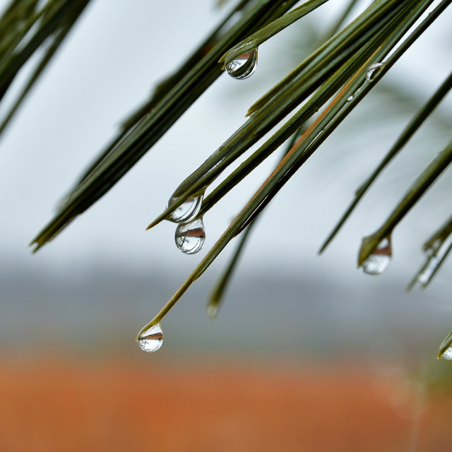 "Closeup of pine needles on a rainy day" stock image