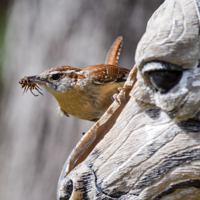 "Carolina Wren - with insect, perching" stock image