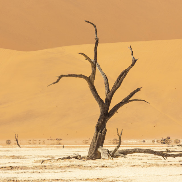 "1184 - Namibia: Sossusvlei / Deadvlei: multi branches and one falen in landscape" stock image