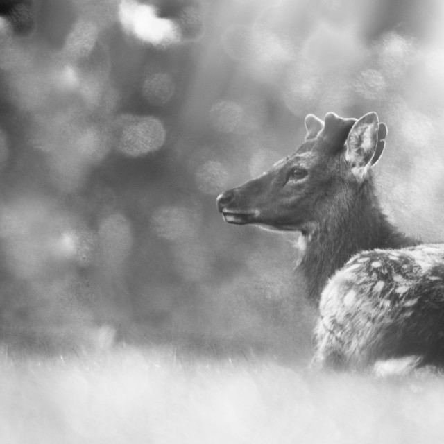 "Fallow Deer cast in tree rays (1)" stock image