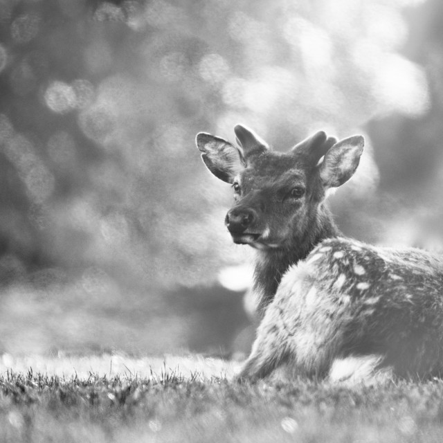 "Fallow Deer cast in tree rays (2)" stock image