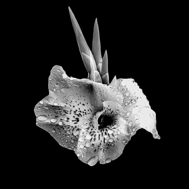 "orchid from Peru" by Joan - $12.24 "orchid from Peru" stock image