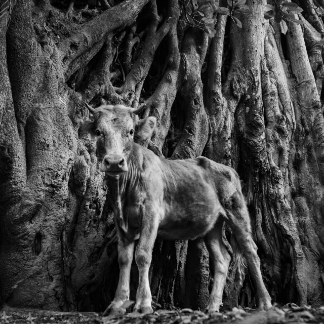 "Cow roots" stock image