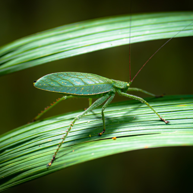 "Camouflage" stock image