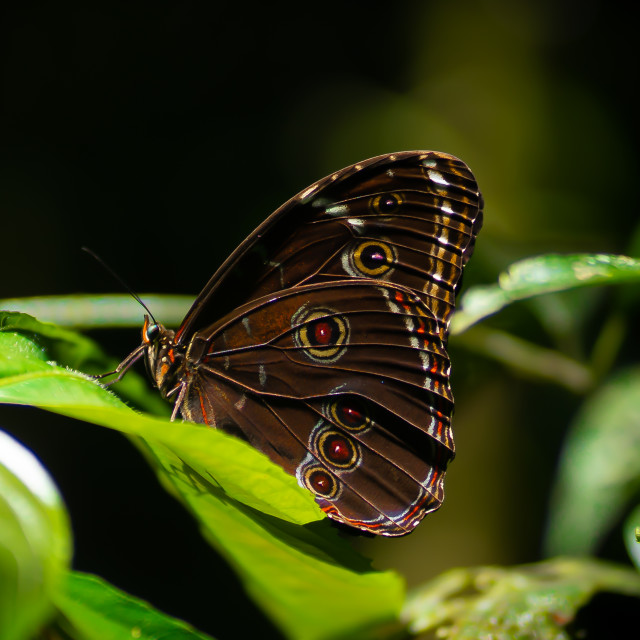 "The brief rest of the butterfly" stock image