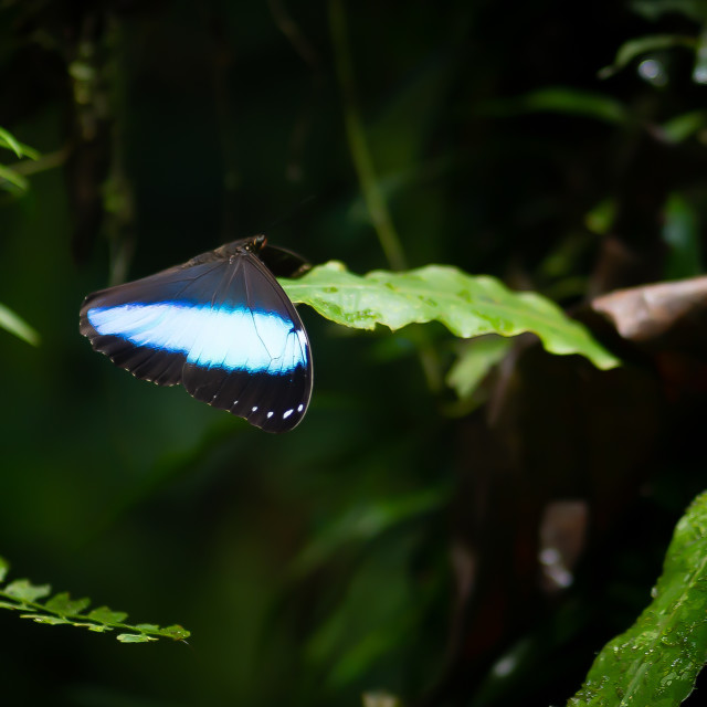 "The brief rest of the butterfly" stock image