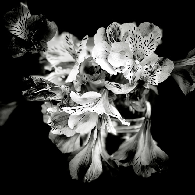 "Flowering" by Joan - $12.24 "Flowering" stock image