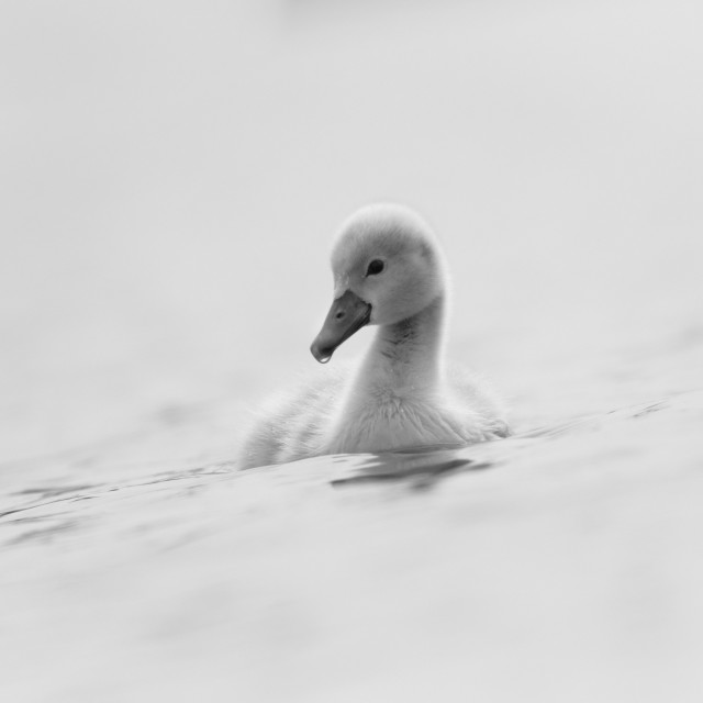 "Cygnet (1) (Landscape Version)" stock image