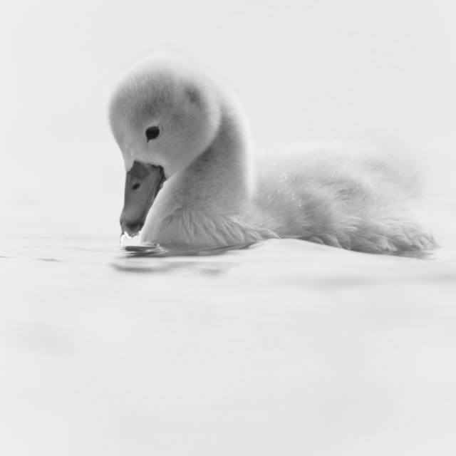 "Cygnet (2)" stock image