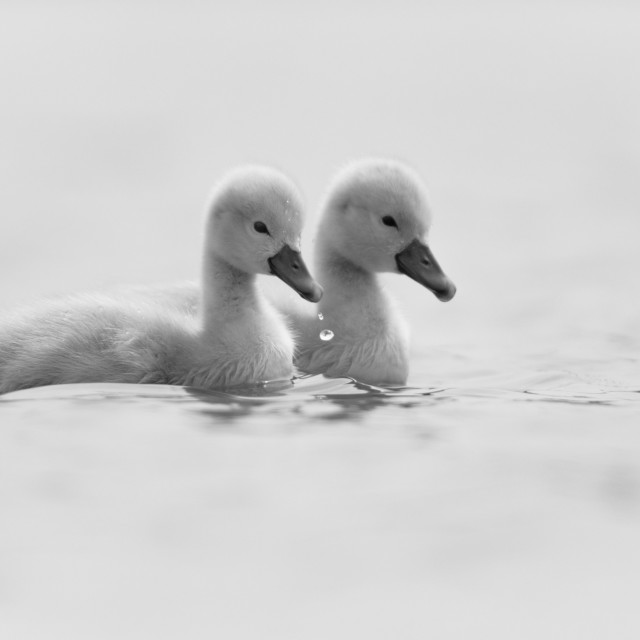 "Cygnet Twins" stock image