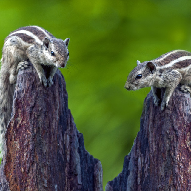 "Two To Tango" stock image