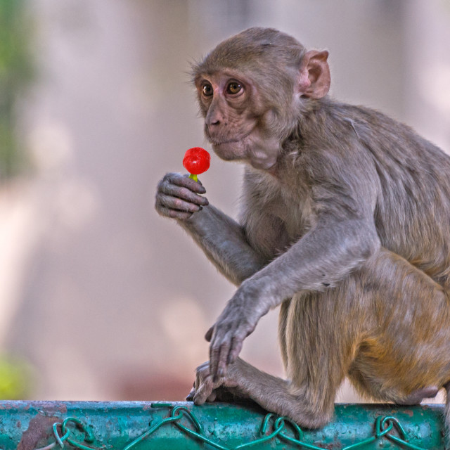 "The Lollipop" stock image