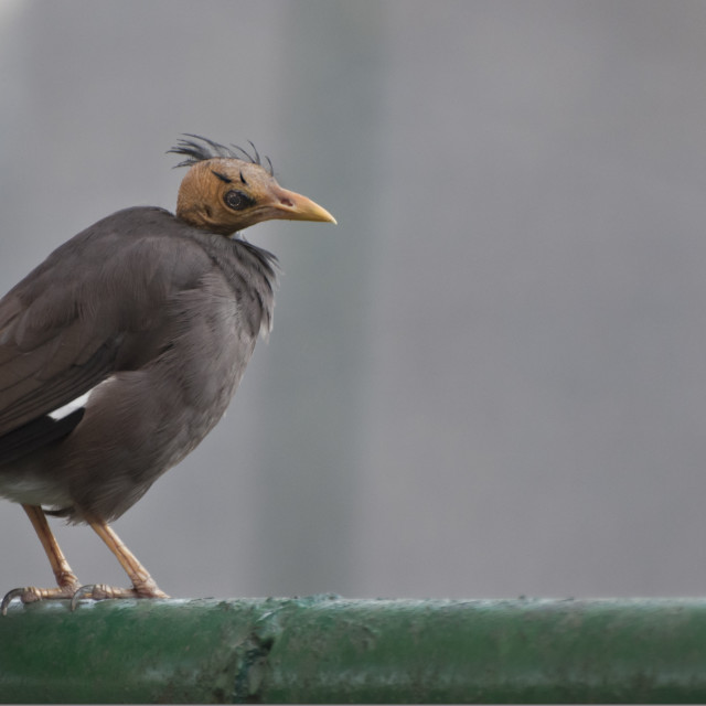 "The Bald Bird" stock image