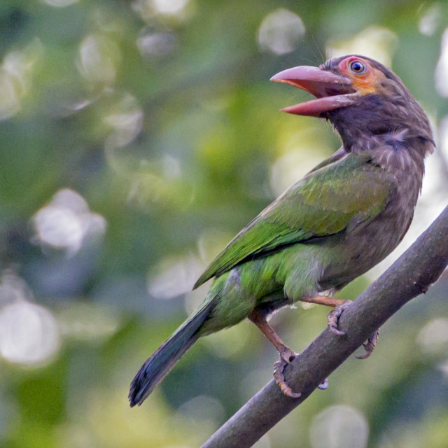 "The Brown-headed Barbet or Large Green Barbet (Megalaima zeylanica)" stock image