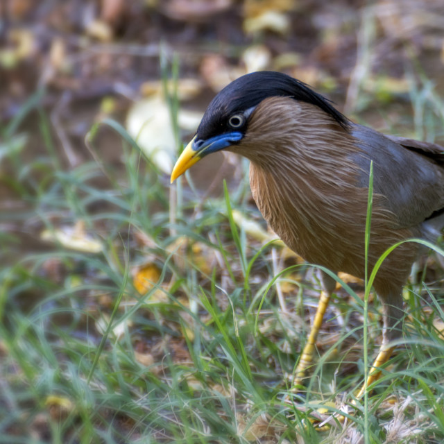 "Brahminy Myna or Brahminy Starling (Sturnus pagodarum)" stock image