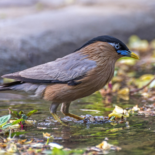 "Brahminy Myna or Brahminy Starling (Sturnus pagodarum)" stock image