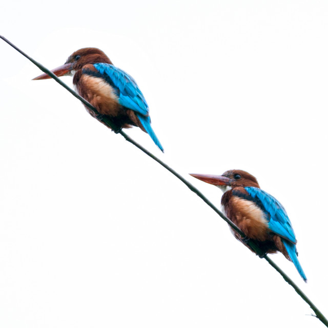 "White-throated Kingfisher (Halcyon smyrnensis)" stock image