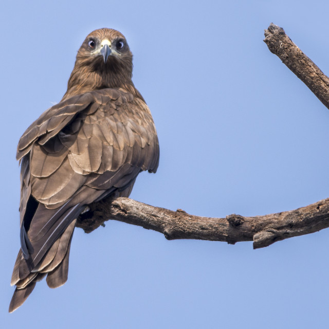 "The Indian Spotted Eagle (Aquila hastata)" stock image