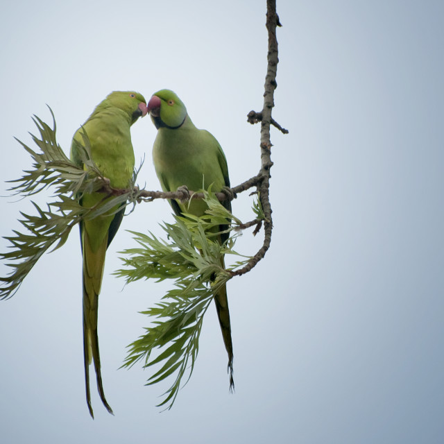 "Smooch" stock image