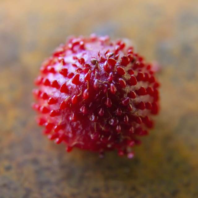"Indian Strawberry on Rusted Background" stock image