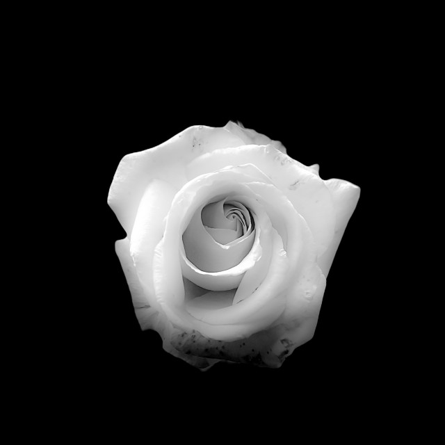 "Black and white flowers" by Joan - $12.24 "Black and white flowers" stock image