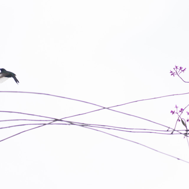 "The harmonic way of the hummingbird" by Joan - $13.47 "The harmonic way of the hummingbird" stock image