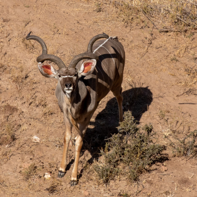 "Male Kudu in the Tuli Block" stock image