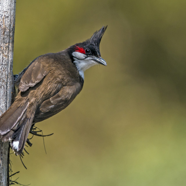 "The Red Whiskered Bulbul" stock image