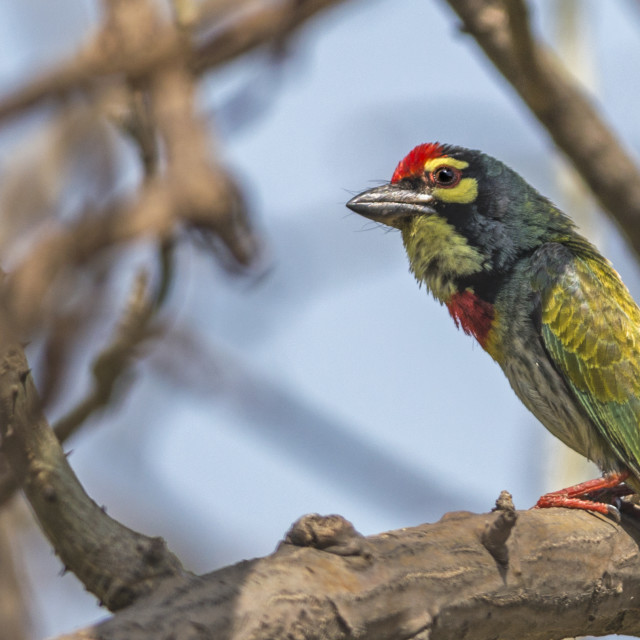 "The crimson-breasted barbet or coppersmith (Megalaima haemacephala)" stock image